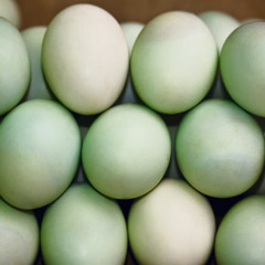 Duck Egg