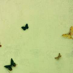 Des Papillons