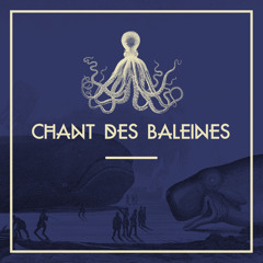 Chant des Baleines feat. Trey Gunn (warr guitar solo)