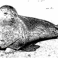 Don't Kill Baby Seals