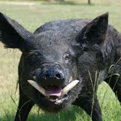 Hogs in the Backyard