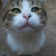 Conchetuparty (Free Download)