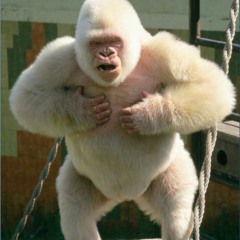 Heated Al - Bean - O