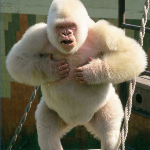 Heated Al - Bean - O