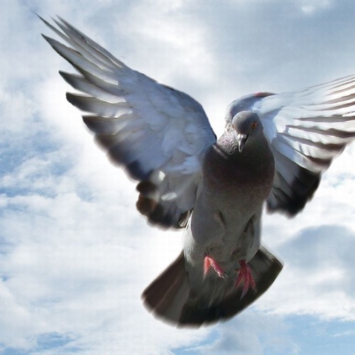 Stream Skyline pigeon.MP3 by flesrca | Listen online for free on SoundCloud