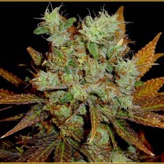 Lutzenkirchen-Monster In My House (mix Kill Bit) live