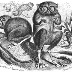 Olaf Meijs - Doeroecoeli