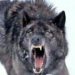 Los forasteros de san luis (lobo hambriento)