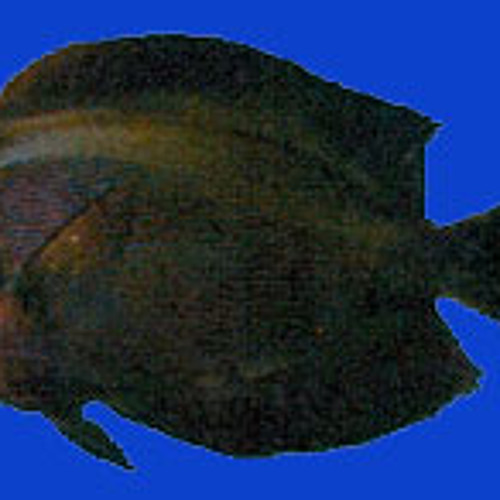Maito le poisson noir