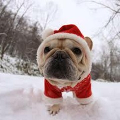 聖誕歌曲 - 狗貓耶誕歌 - --白色聖誕