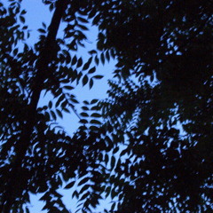 "Bold Cub" by Commissioner Gourdon live @ Alexander's in New Jerusualem, PA 04/10/2004