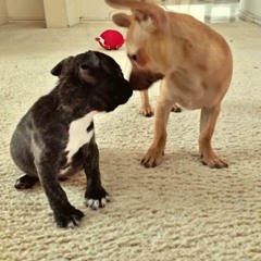 My Best Friend Dobbs