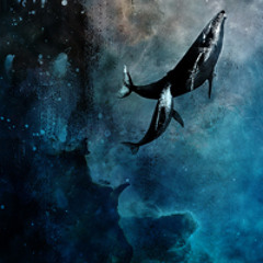 Cetacean Aviation