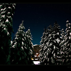 Schneewald im Dunkeln