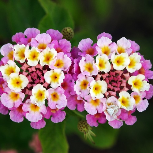 Lantana