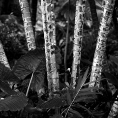 Maunawili-Kailua Oahu