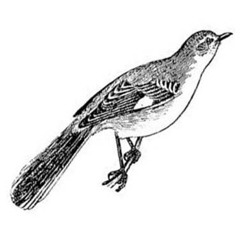Mockingbird