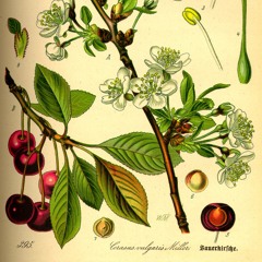 Path of the Botanist