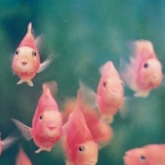 goldfishes