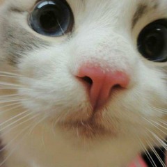 ZakALM - Ci Sono I Belzebass Al Koko (Jieko Re-Fix)