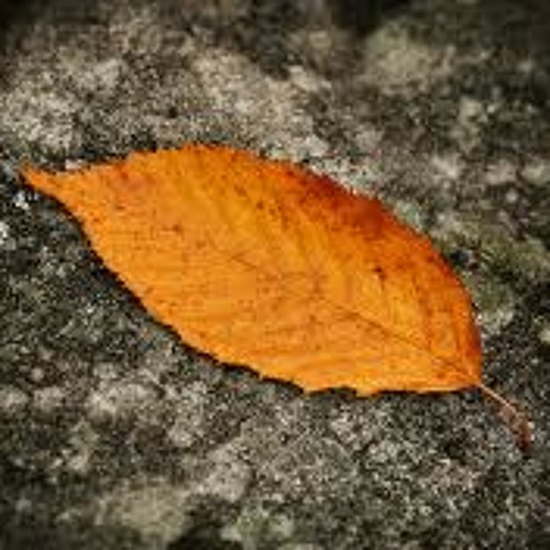 Slashed Zerø - Brown Leaves