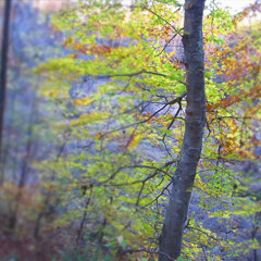 Inside the Tree