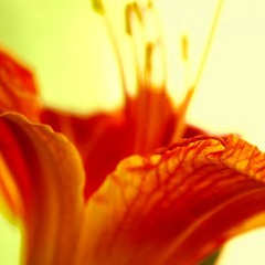 If You Could Seep Through My Veins