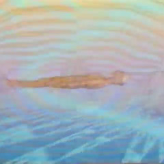 sunfever