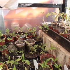 Motherless child by me acapella ( tom jones version)