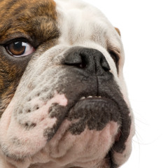 Hoogs - Dog Bass
