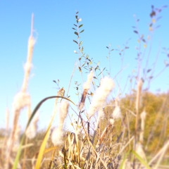 fields