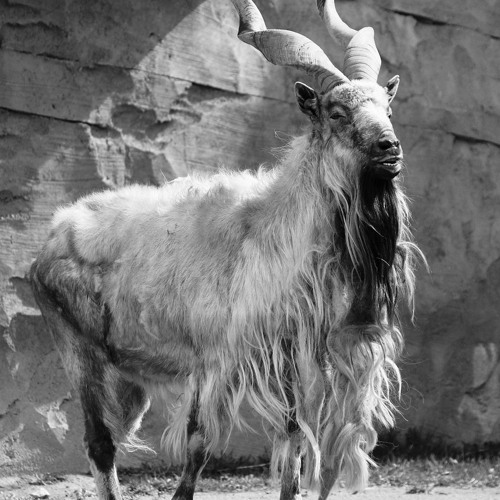 EUTHANASYLUM - Cernunnos Krampus (zazas zazas nasatanada zazas)