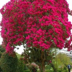 Si tu me quieres ver sufrir