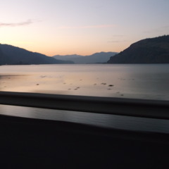 King of Carrot Flowers