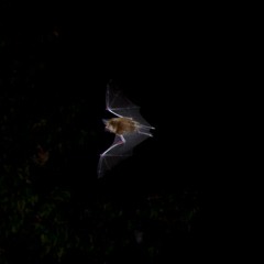 Bats - Soundlapse