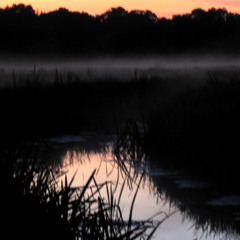 BeautifulNow Competition Entry: Song Thrush at Dawn