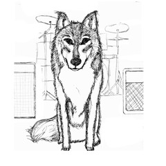 Dogs