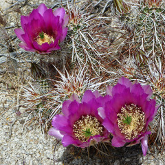 Someone's In My House