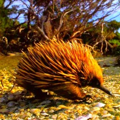 Dance of the Echidna (with dbdonlon)