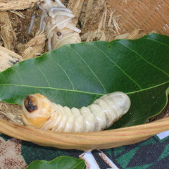 "LE VER DE BANCOULE"  (Dom Abautret et le Ukulele Breizh Band)