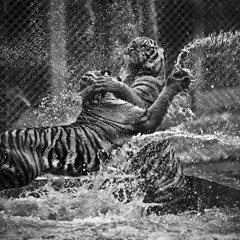 Esat Bargun - Çarpışma(2013)