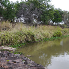 Hippopotamuses at Mmabolel Rock (Fragment)