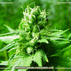 together we rise in love we fall (vol 1)