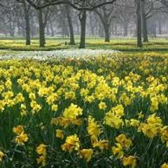 "Daffodils" by William Wordsworth in a British Engish Accent - Podcast 24