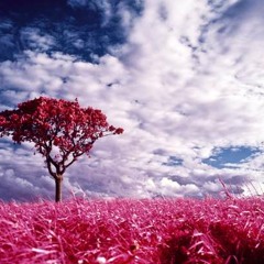 صوت المسلم