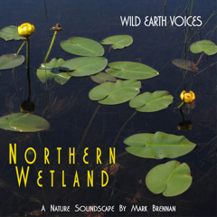 'Northern Wetland' by Mark Brennan - Album sample