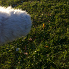 Can You Hear the Grasshoppers Sing?