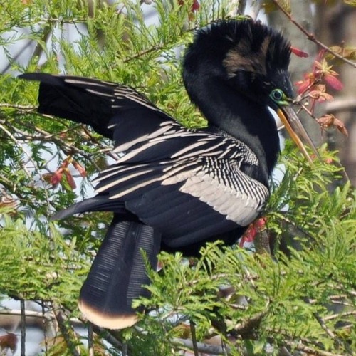 Just A Humble Tune By Lincoln Josley