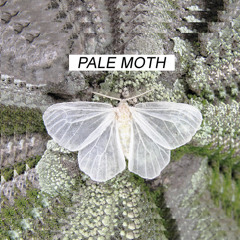 Pale Moth