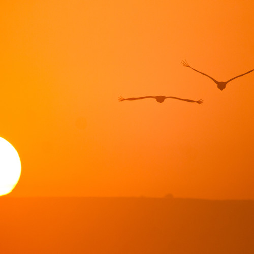 Heliotropic